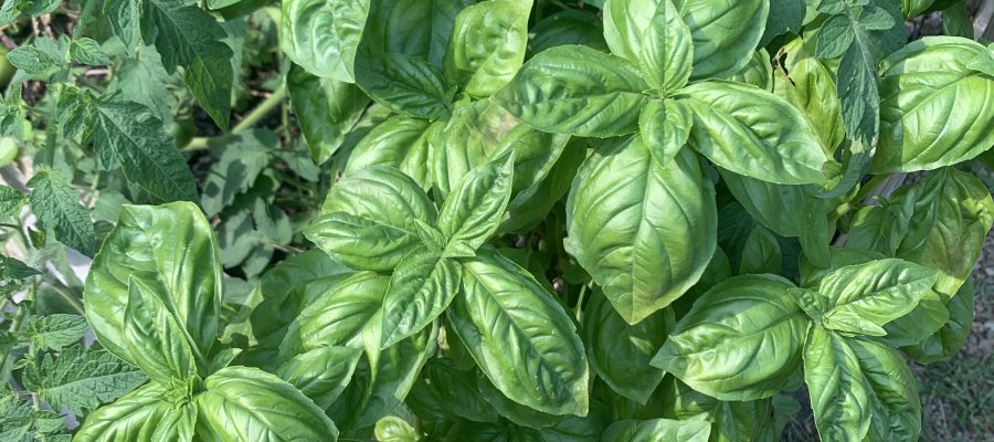 Fresh Flavors of Summer: Bruschetta & Basil Pesto